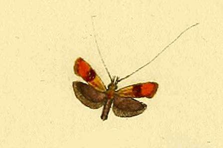 Image of Nemophora mollella Hübner 1816