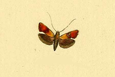 Image of Nemophora mollella Hübner 1816
