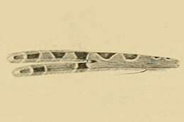 Image de Alucita grammodactyla Zeller 1841