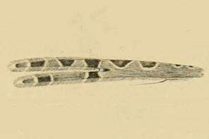 Image of Alucita grammodactyla Zeller 1841