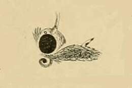Image de Alucita grammodactyla Zeller 1841
