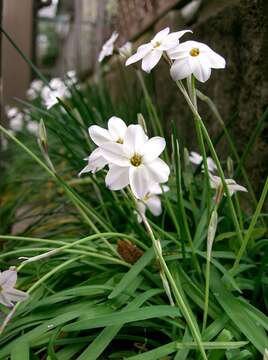 Image of Ipheion