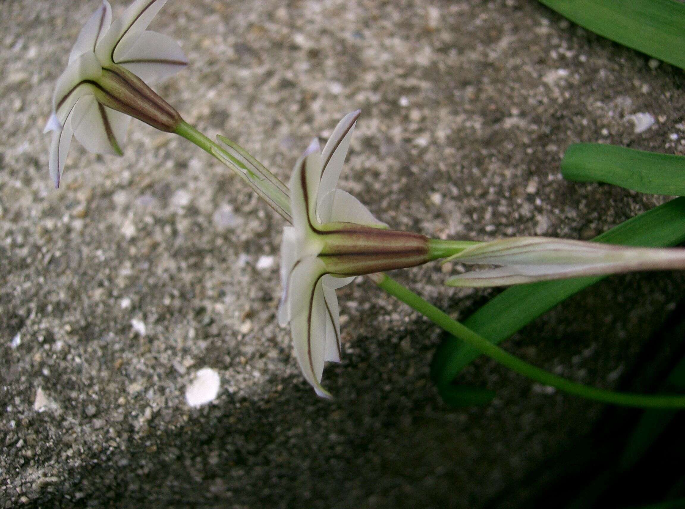 Image of Ipheion