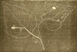 Image of Heliozela hammoniella Sorhagen 1885
