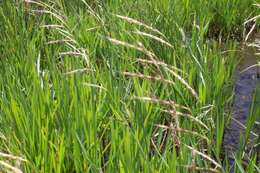 Image of Oregon semaphoregrass