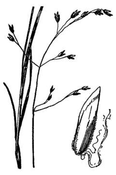 Image de Poa paludigena Fernald & Wiegand