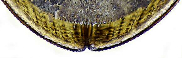 Image of Helophorus (Helophorus) grandis (Illiger 1798)