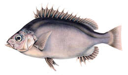 Image of pelagic armorhead