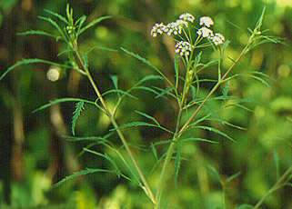 Image of bulblet-bearing water hemlock