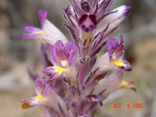 Image of Louisiana broomrape