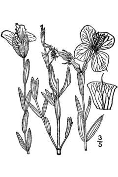 Image of awnpetal meadowbeauty