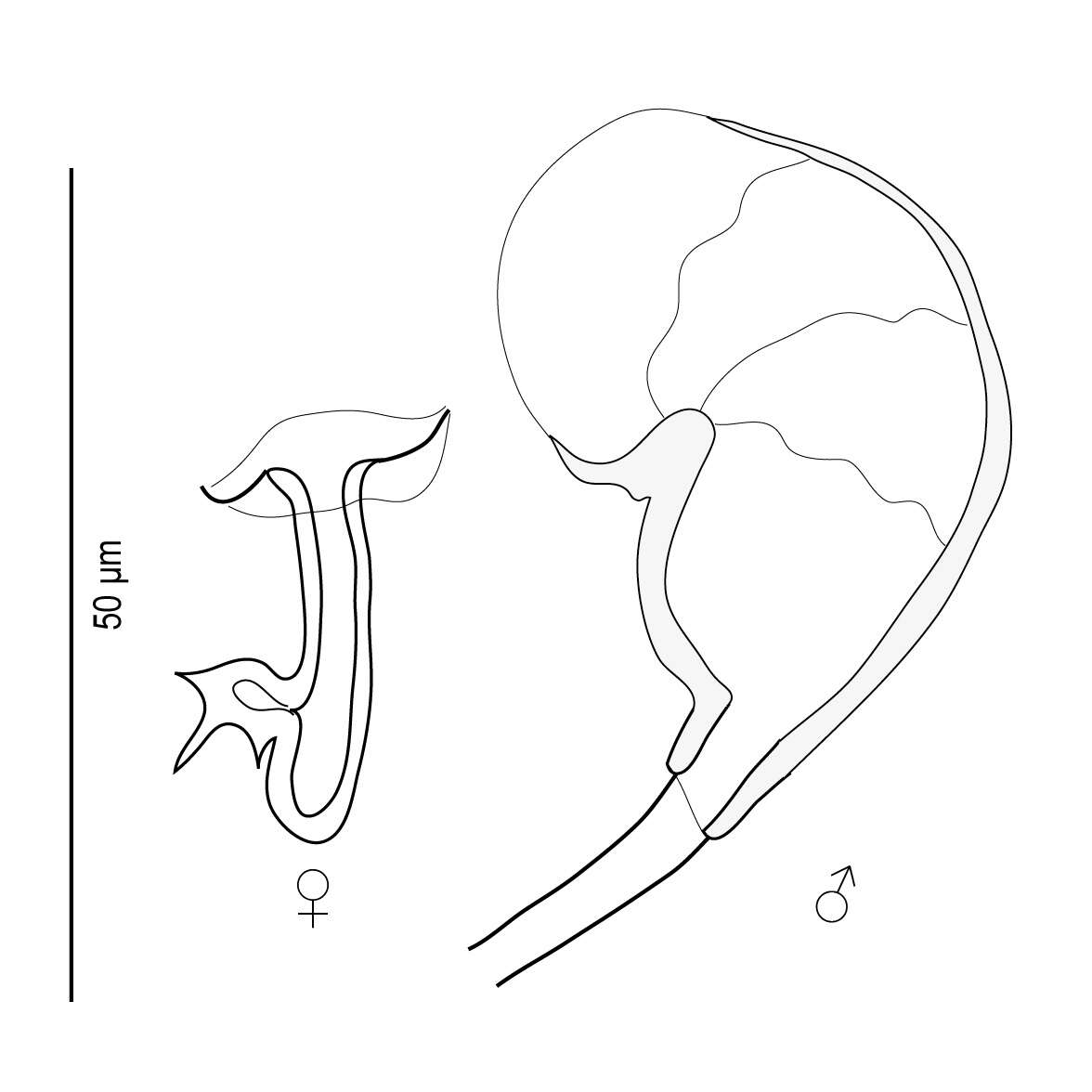 Image of Pseudorhabdosynochus caledonicus Justine 2005