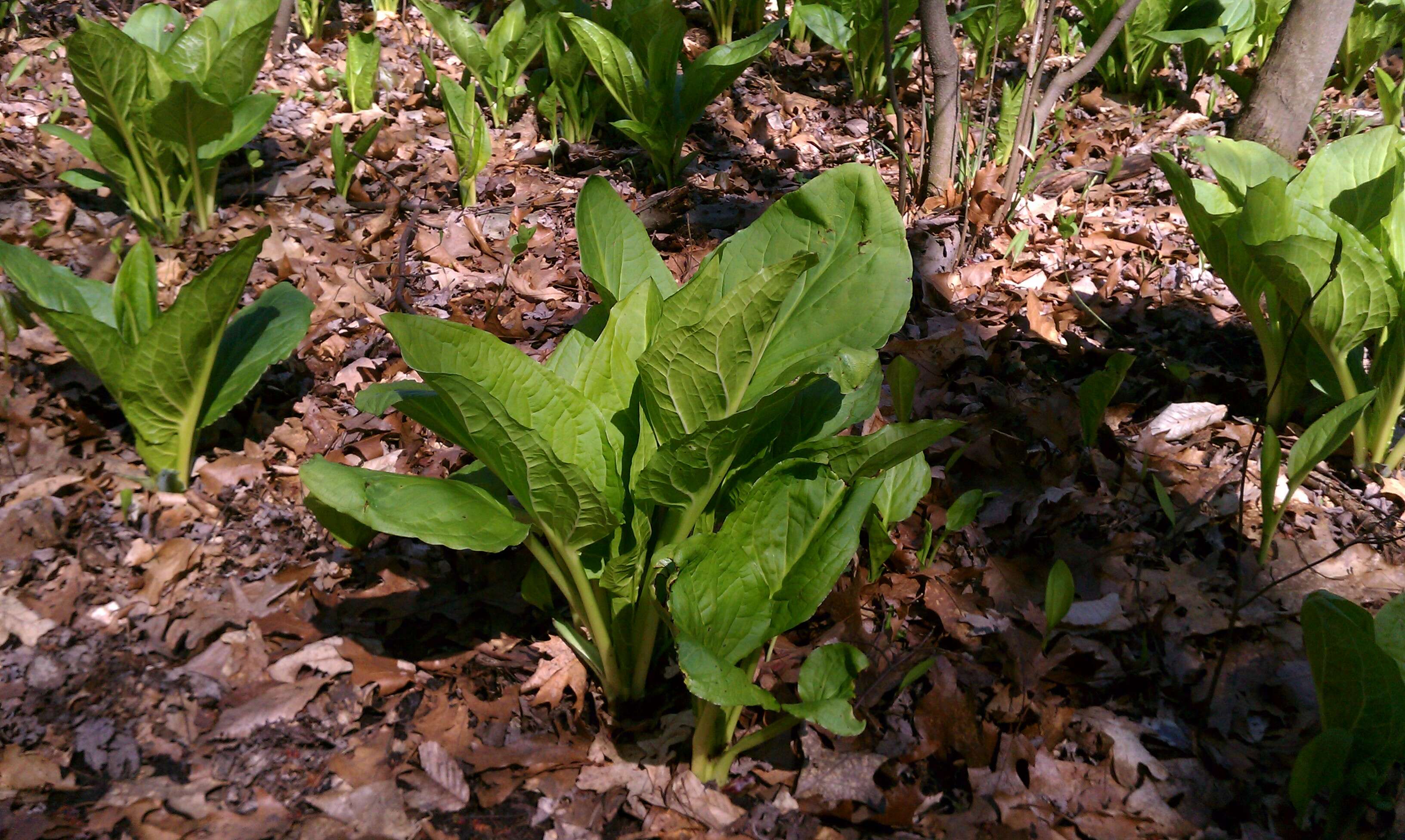 Image of Clumpfoot Cabbage