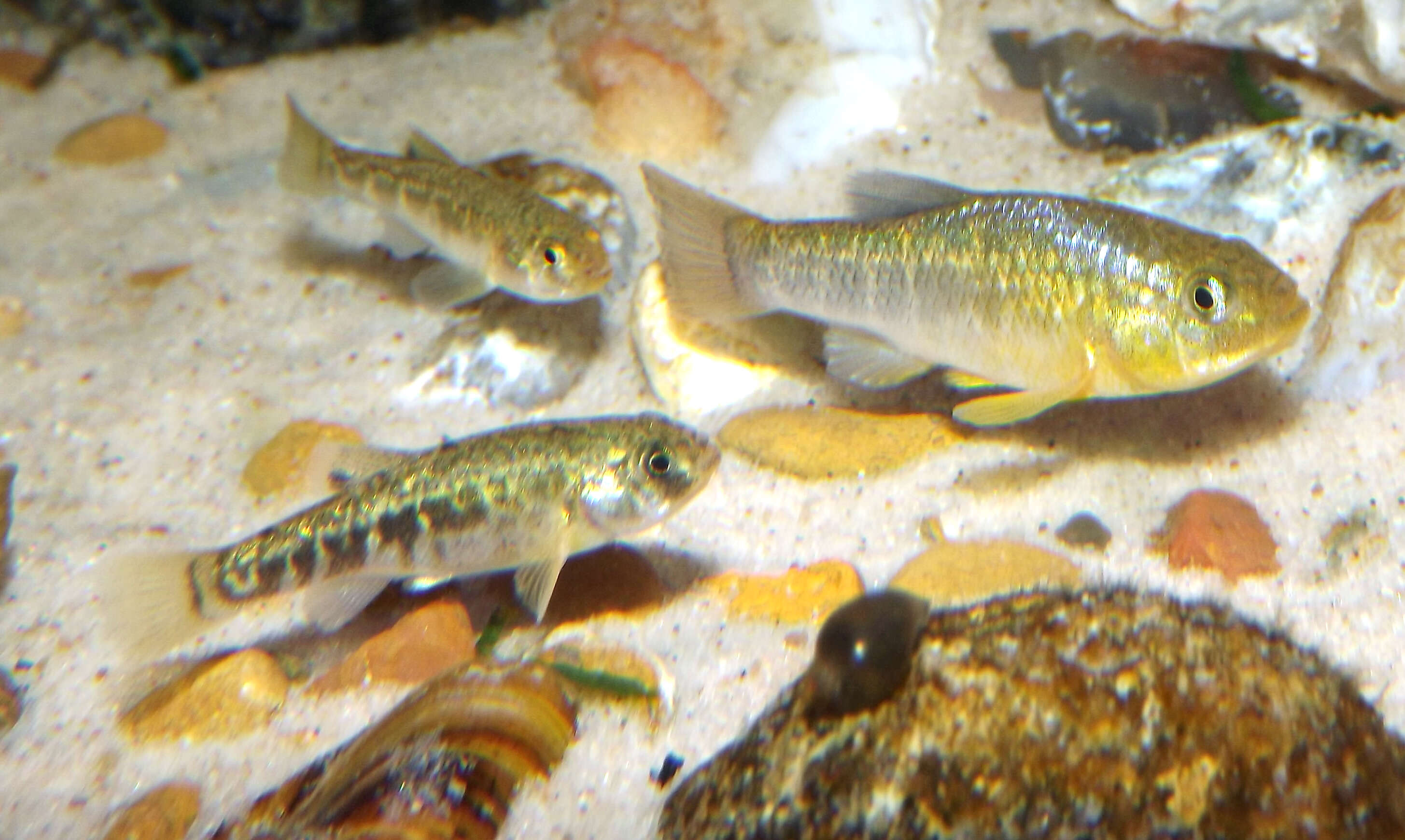 Image of Red River Pupfish