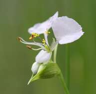 Image of Commelina fluviatilis Brenan