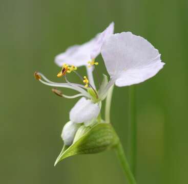 Image of Commelina fluviatilis Brenan