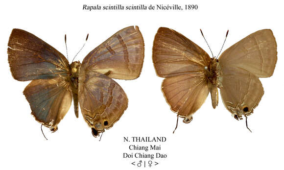 Image of Rapala scintilla De Nicéville 1890