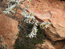 صورة Eremophila glabra (R. Br.) Ostenf.