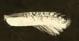 Image of Speckled Argyresthia