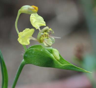 Image of Commelina welwitschii C. B. Clarke