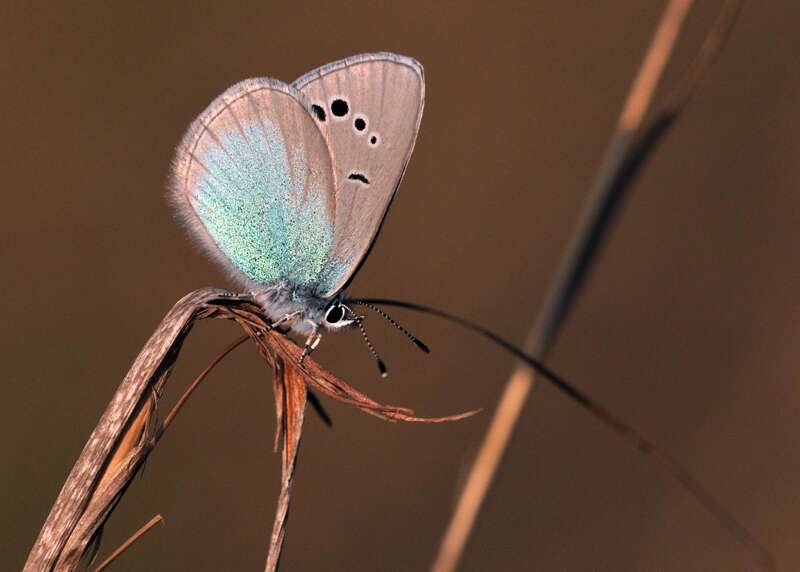 Image of Green-underside Blue