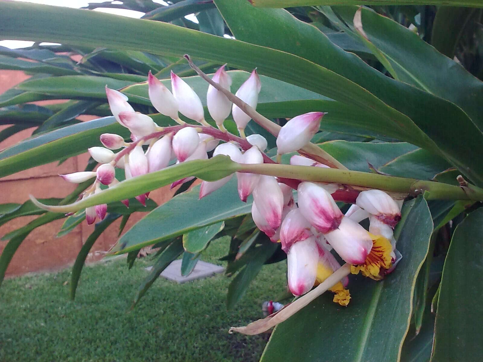 Image de Alpinia zerumbet (Pers.) B. L. Burtt & R. M. Sm.