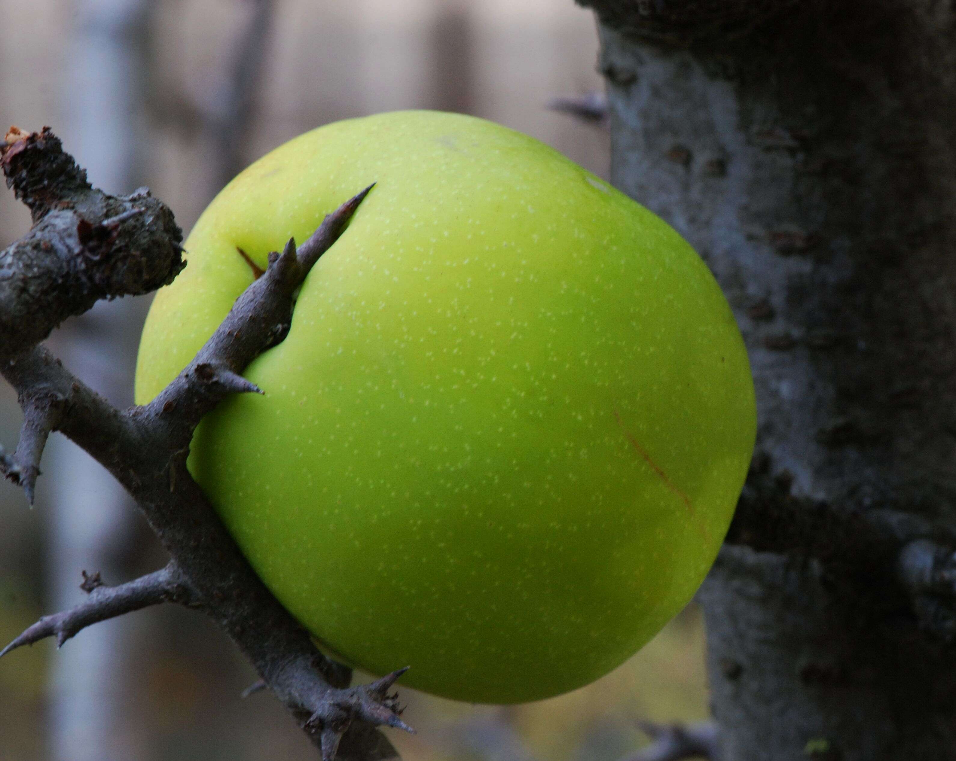 Image of Cathay Quince