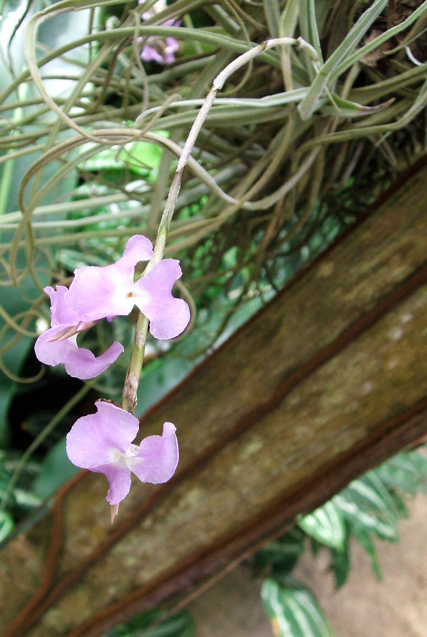 Image of Tillandsia streptocarpa Baker