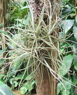 Image of Tillandsia streptocarpa Baker