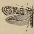 Image of Digitivalva pappella