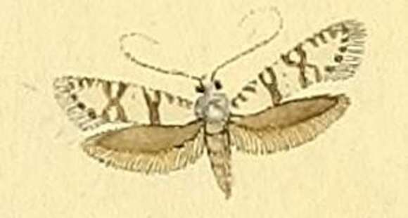 Image of Digitivalva reticulella