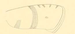 Слика од Digitivalva arnicella