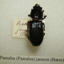 Image of Passalus (Passalus) jansoni (Bates 1886)