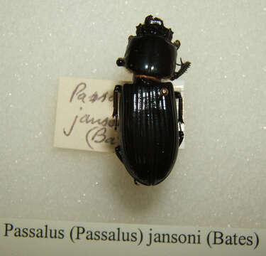 Image of Passalus (Passalus) jansoni (Bates 1886)