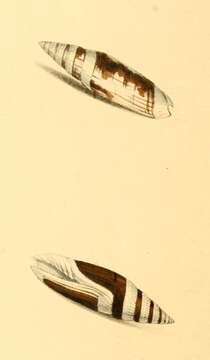 Image of Swainsonia casta (Gmelin 1791)