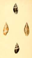 Image of Nebularia ferruginea (Lamarck 1811)