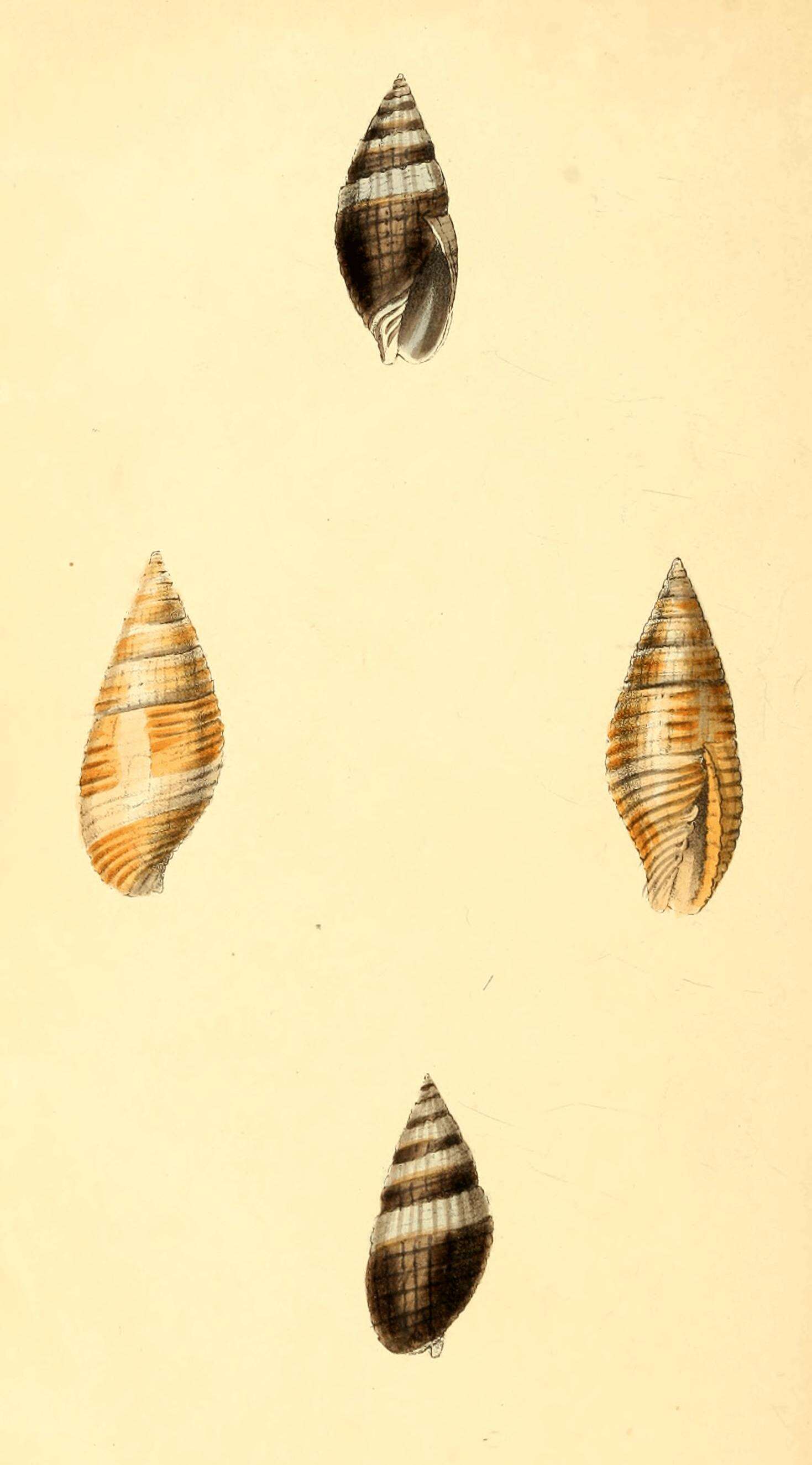 Image of Nebularia ferruginea (Lamarck 1811)
