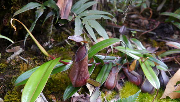 Слика од Nepenthes tentaculata Hook. fil.