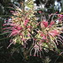 Image de Hakea verrucosa F. Müll.