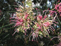 Image of Hakea verrucosa F. Müll.