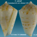 Image of Conus estivali Moolenbeek & Richard 1995