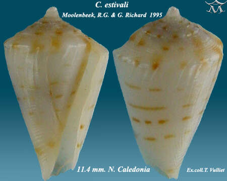 Image of Conus estivali Moolenbeek & Richard 1995