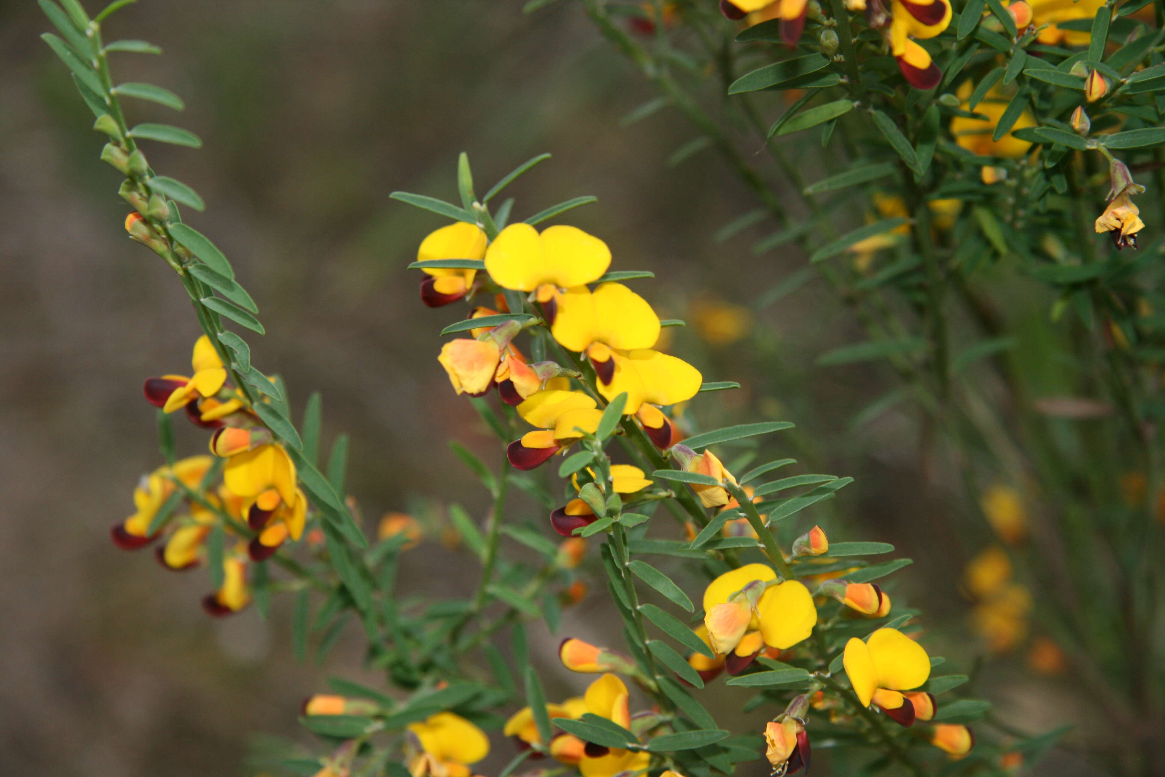 Sivun Bossiaea heterophylla Vent. kuva