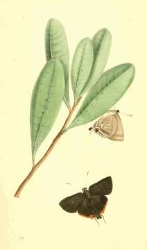 Image of Deudorix galathea