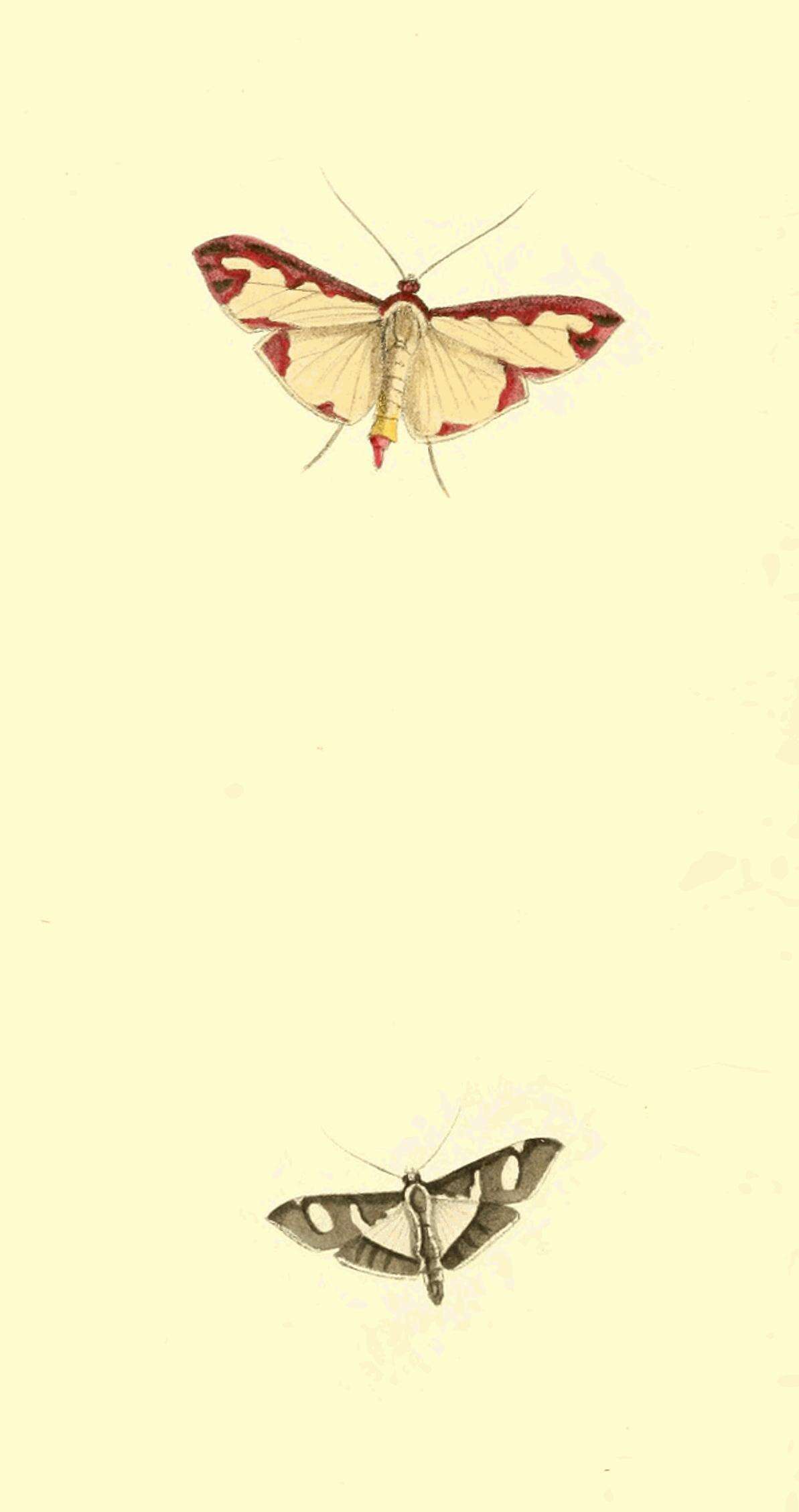 Imagem de Glyphodes bicolor Swainson (1821)