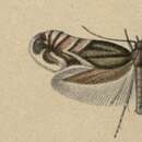 Image of Glyphipterix fortunatella Walsingham 1907