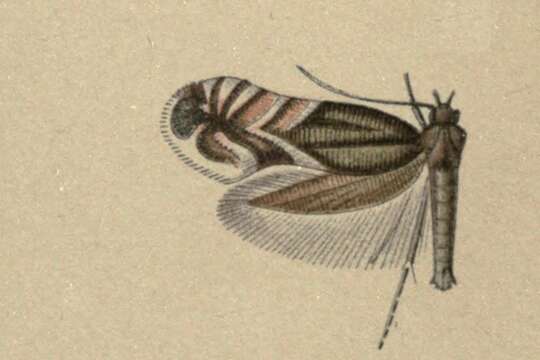 Image of Glyphipterix fortunatella Walsingham 1907