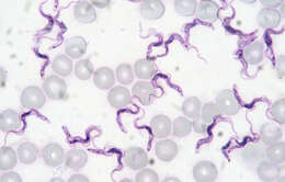 Image of Trypanosoma evansi