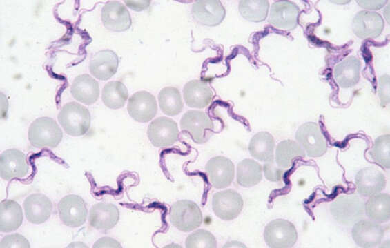 Imagem de Trypanosoma evansi