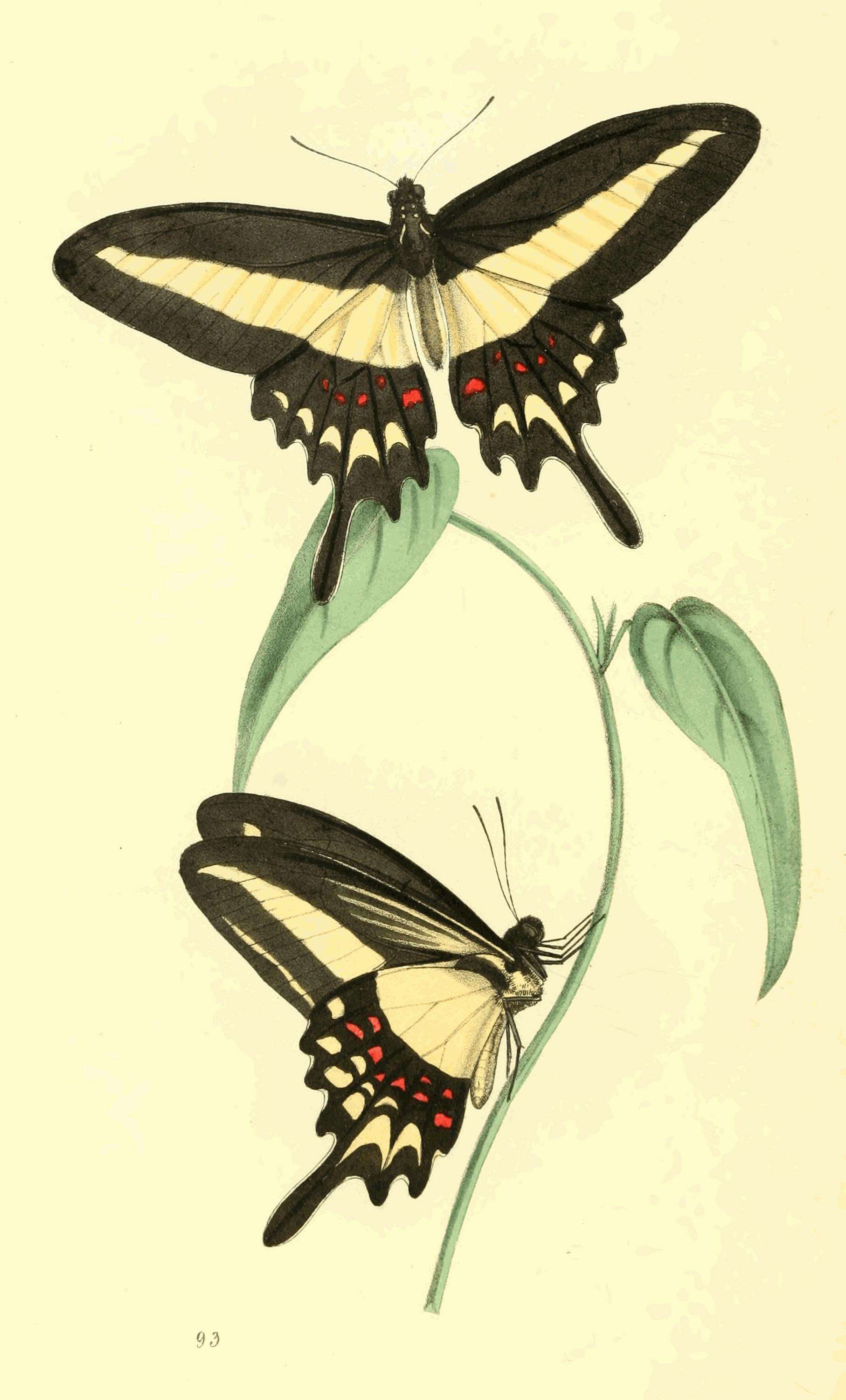 Image of Hector's swallowtail butterfly